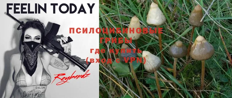 Галлюциногенные грибы Psilocybe  наркотики  Камышин 